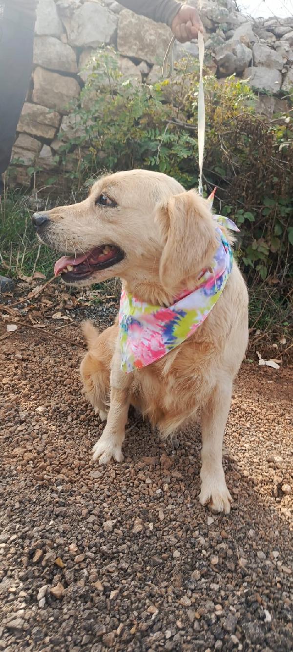 Cindrella, una splendida Golden Retriever  Foto 2